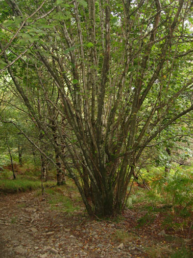 Hazel tree cuttings, 1844 Methuen MA