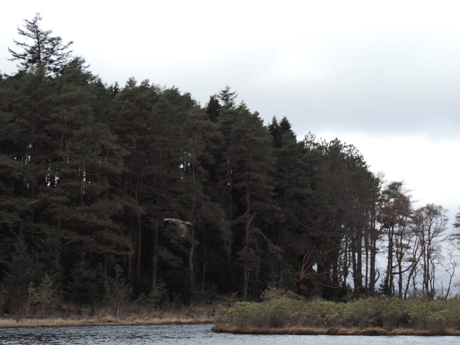 Magnificent Buzzard ~ terrible photo !